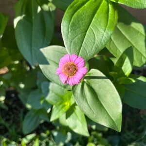 Meet your Posher, Lindsey